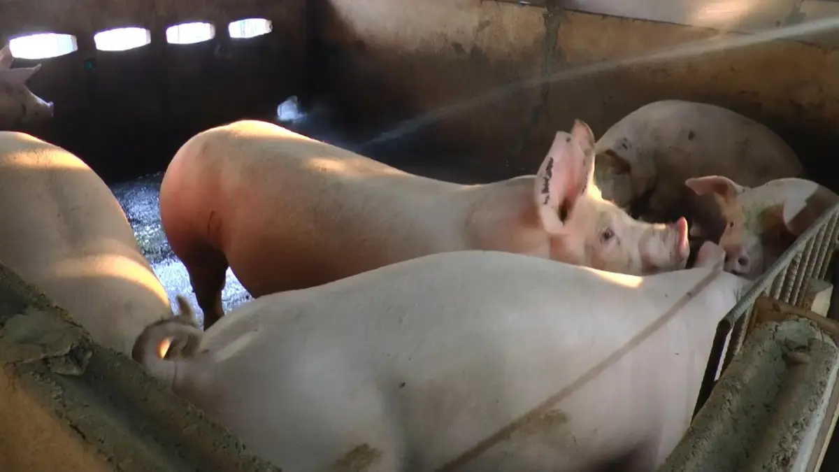 ราคาหมูตก ไม่กระทบ เกษตรกรแปดริ้ว เหตุนายทุนกินรวบ เกษตรกรตัวจริงเหลือน้อย