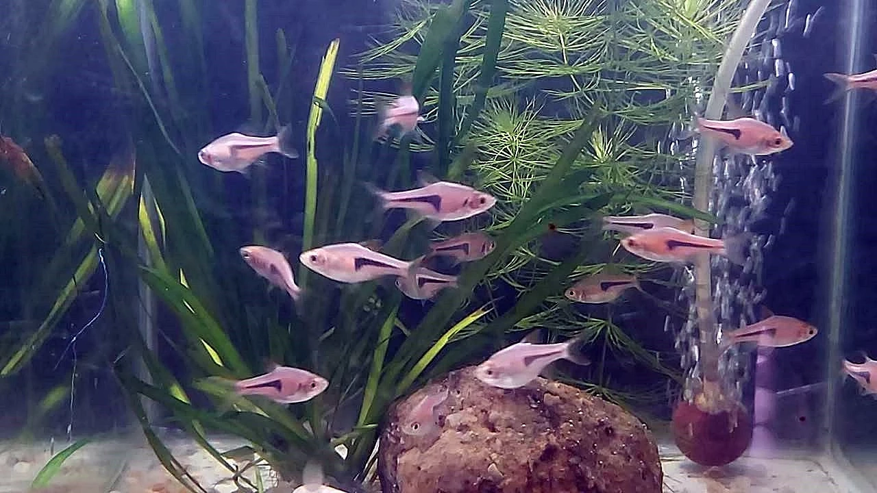 ปลาซิวข้างขวานเล็ก