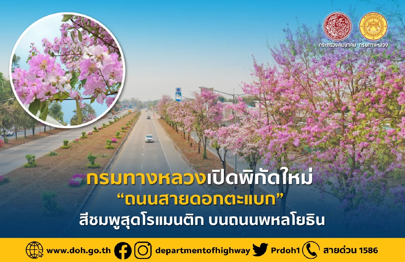 จุดเช็กอินใหม่!  “ถนนสายดอกตะแบก” สีชมพูสุดโรแมนติก บนถนนพหลโยธิน 