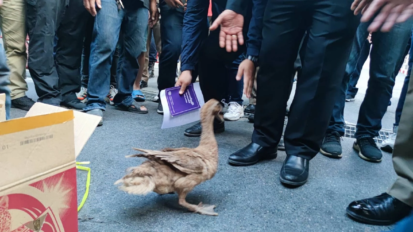 มวลชนอุ้มเป็ดประท้วงตร. คุกคามกิจกรรมสนามหลวง