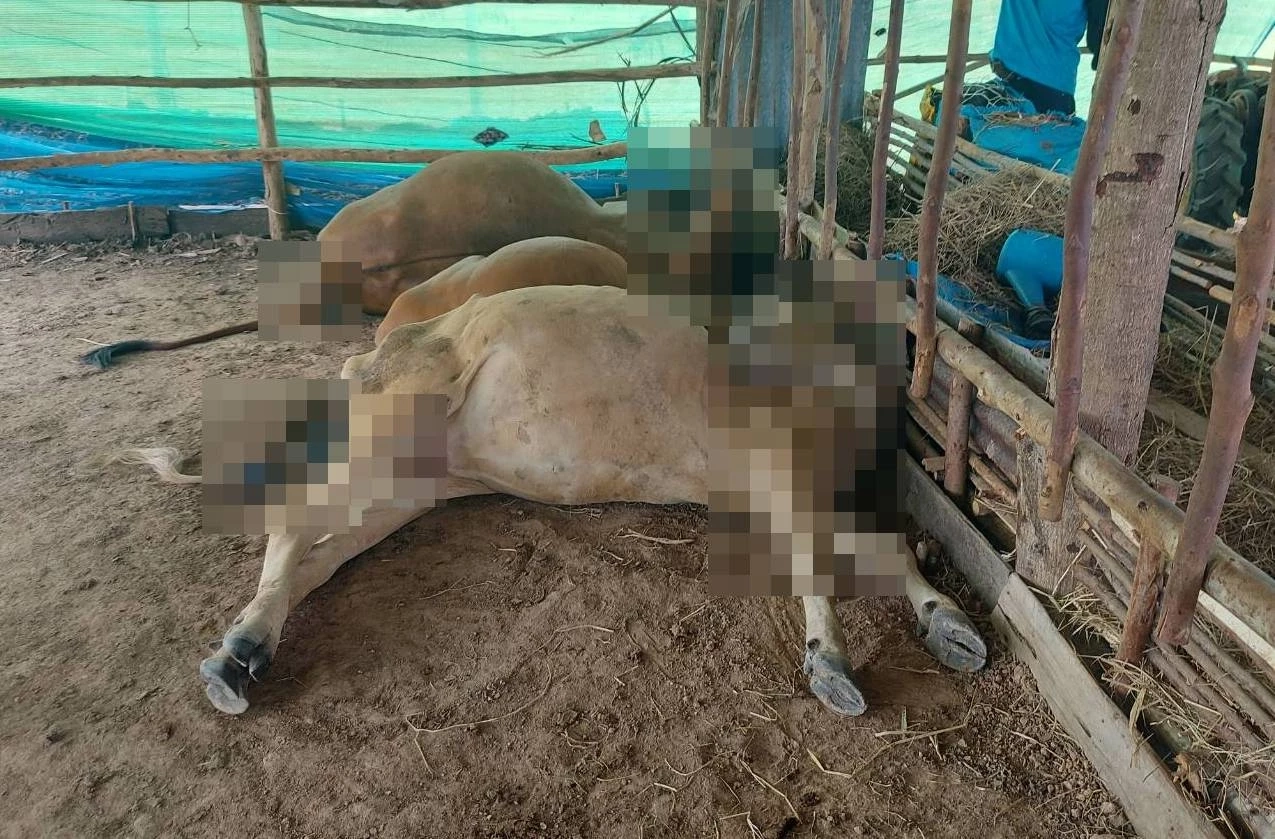 ฟ้าผ่าวัวตาย 5 ตัว เจ้าของโดนแรงสายฟ้ากระเด็น รอดหวุดหวิด