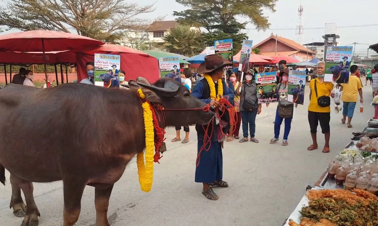 ฮือฮา ว่าที่ผู้สมัคร ส.ส. สุโขทัย ขี่ควายหาเสียง ลั่น! เอาจริง ไม่ใช่แค่สีสัน