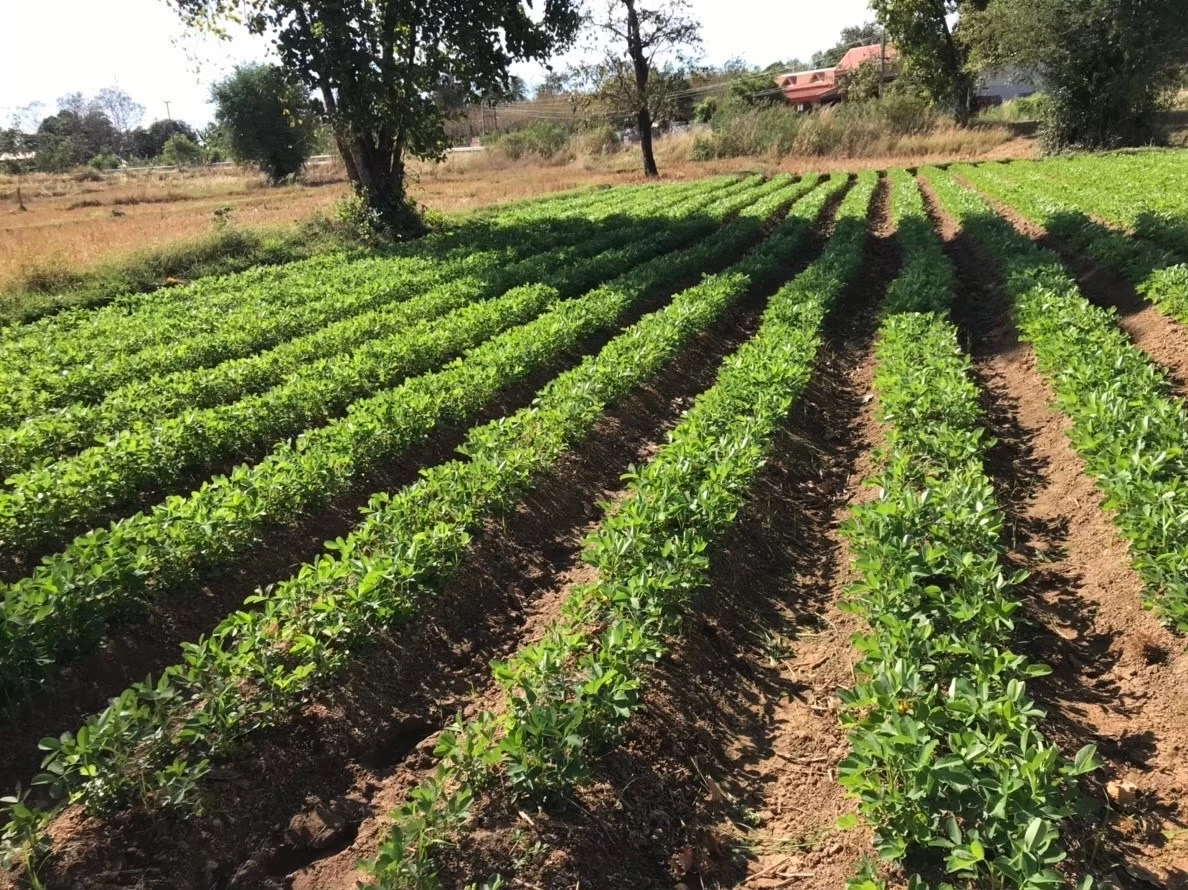 กรมส่งเสริมการเกษตร ขอ ชาวนา "งดทำนาปรังรอบที่ 2"