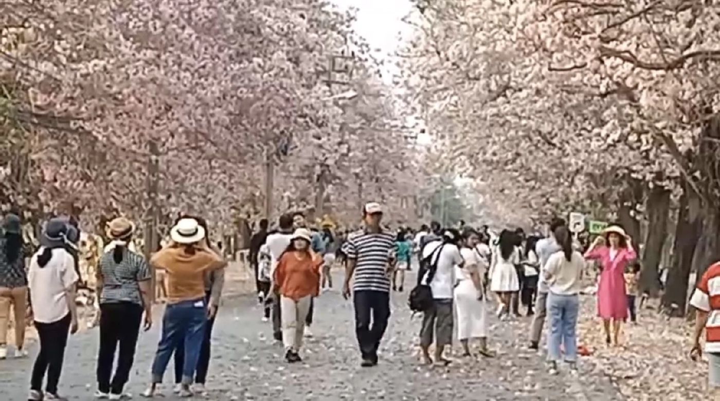 นทท. แห่ชมความงาม ดอกชมพูพันธุ์ทิพย์ บานสะพรั่ง ที่ ม.เกษตร กำแพงแสน