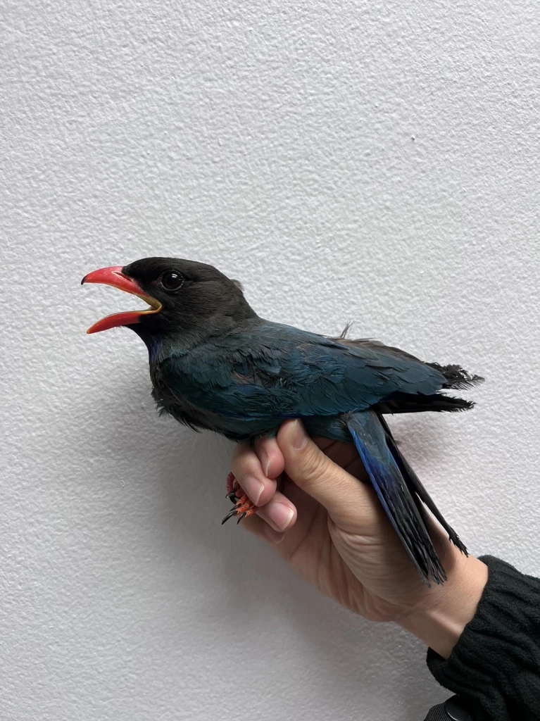 "นกตะขาบดง" บินผ่าน กทม. เจอฝุ่นพิษ PM 2.5 ปอดอักเสบ วูบตกจากท้องฟ้า