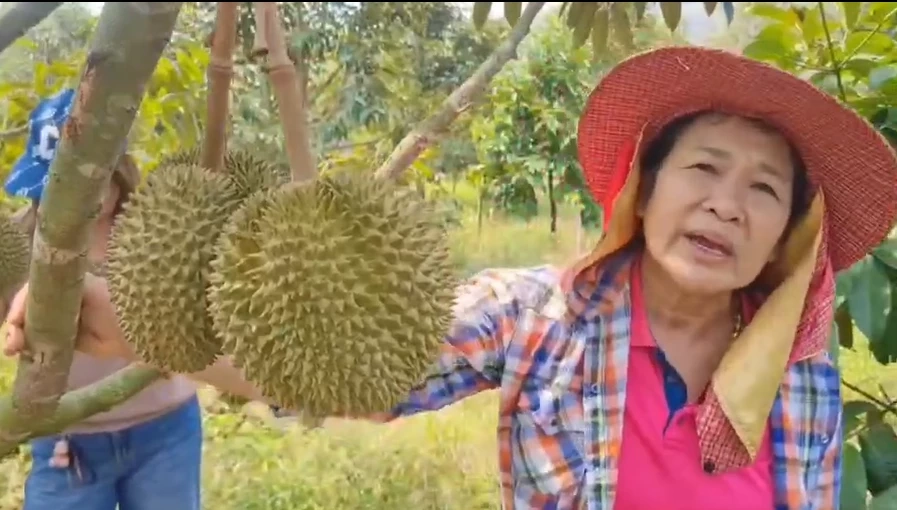 นางจุฑาทิพย์ คุ้มหอม อายุ 62 ปี เกษตรกร ระบบออแกนิค ปลูกทุเรียน