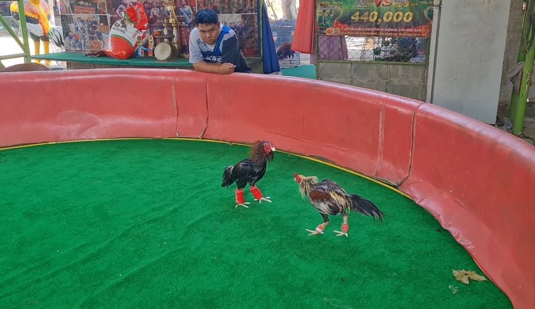 คนเลี้ยงไก่ชนโคราช มั่นใจเป็นซอฟต์พาวเวอร์ ระดับโลกได้