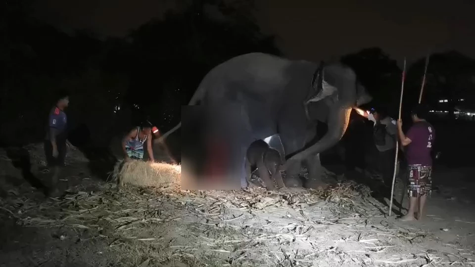 สุดปลื้ม วังช้างแลเพนียด ได้ลูกช้างใหม่ในคืน "มาฆบูชา"