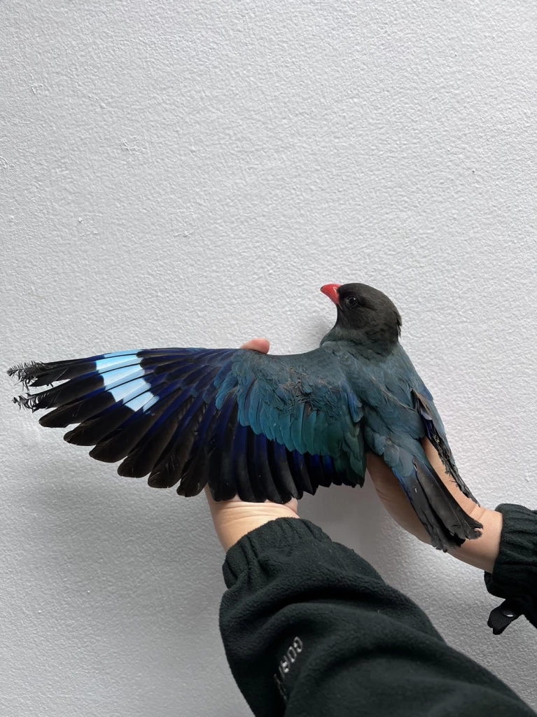 "นกตะขาบดง" บินผ่าน กทม. เจอฝุ่นพิษ PM 2.5 ปอดอักเสบ วูบตกจากท้องฟ้า