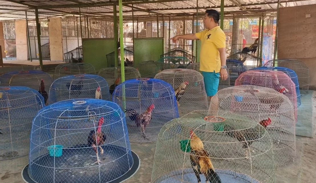 คนเลี้ยงไก่ชนโคราช มั่นใจเป็นซอฟต์พาวเวอร์ ระดับโลกได้