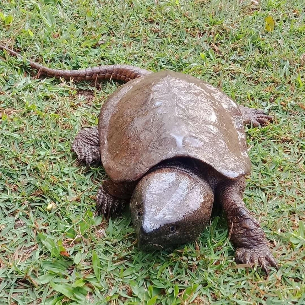 "เต่าปูลู" หรือ "เต่าปากนกแก้ว (Siamese Big-headed)"