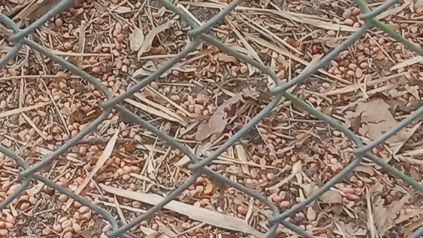 ผู้ใหญ่บ้านเจอกรงเหล็กดักลิง คาดฝีมือแก๊งค้าสัตว์ป่า