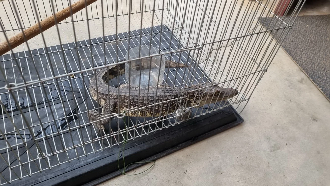 ผวา! หนุ่มตกปลาแต่ได้ "ลูกจระเข้" หวั่นมีตัวแม่