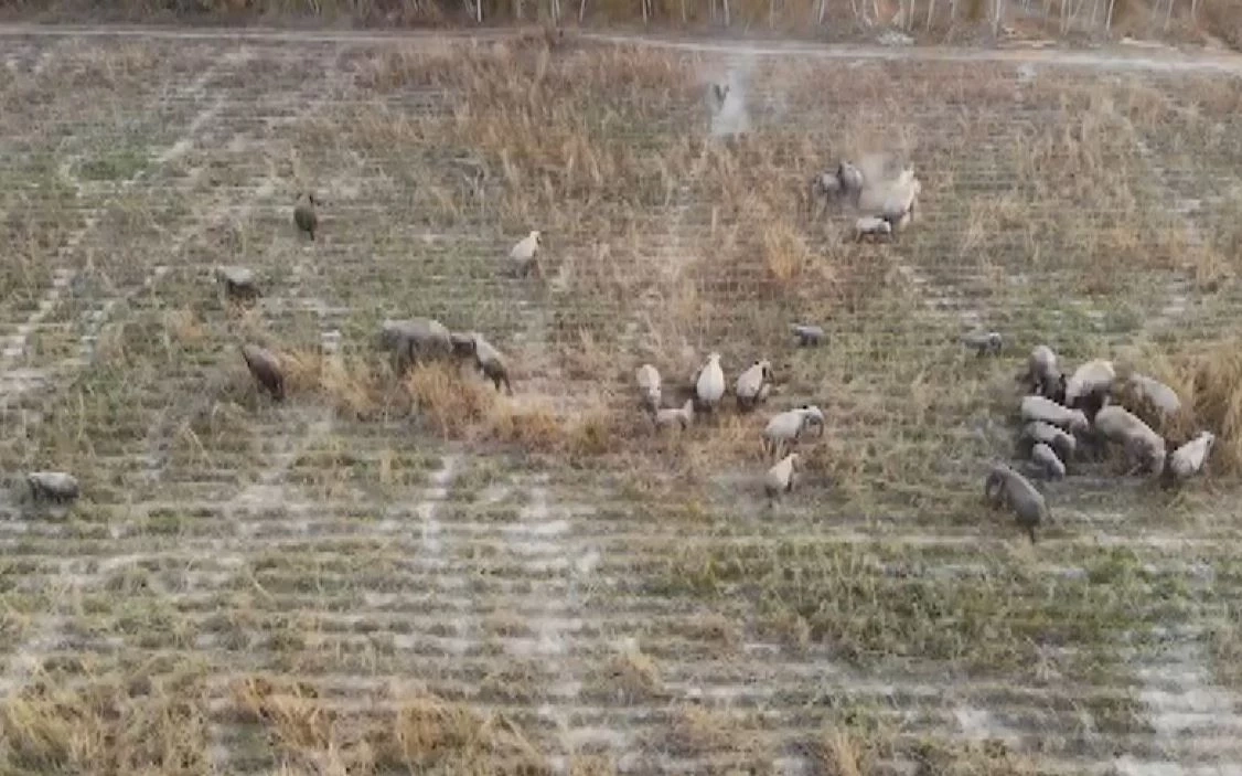 ผวา โขลงช้างป่าภูหลวง ลงมากินพืชไร่ชาวบ้าน เสียหายกว่า 100 ไร่