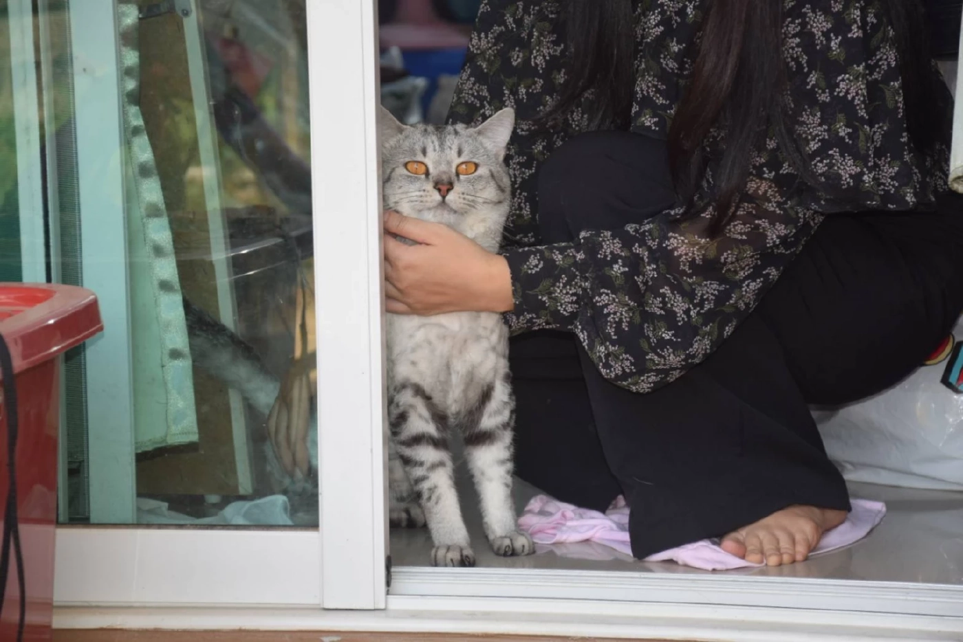 ครูสาวช้ำใจ พาแมวไปอาบน้ำตัดขน กลับมาบ้านพบหัวนมขาด เขี้ยวหักทั้ง 2 ข้าง