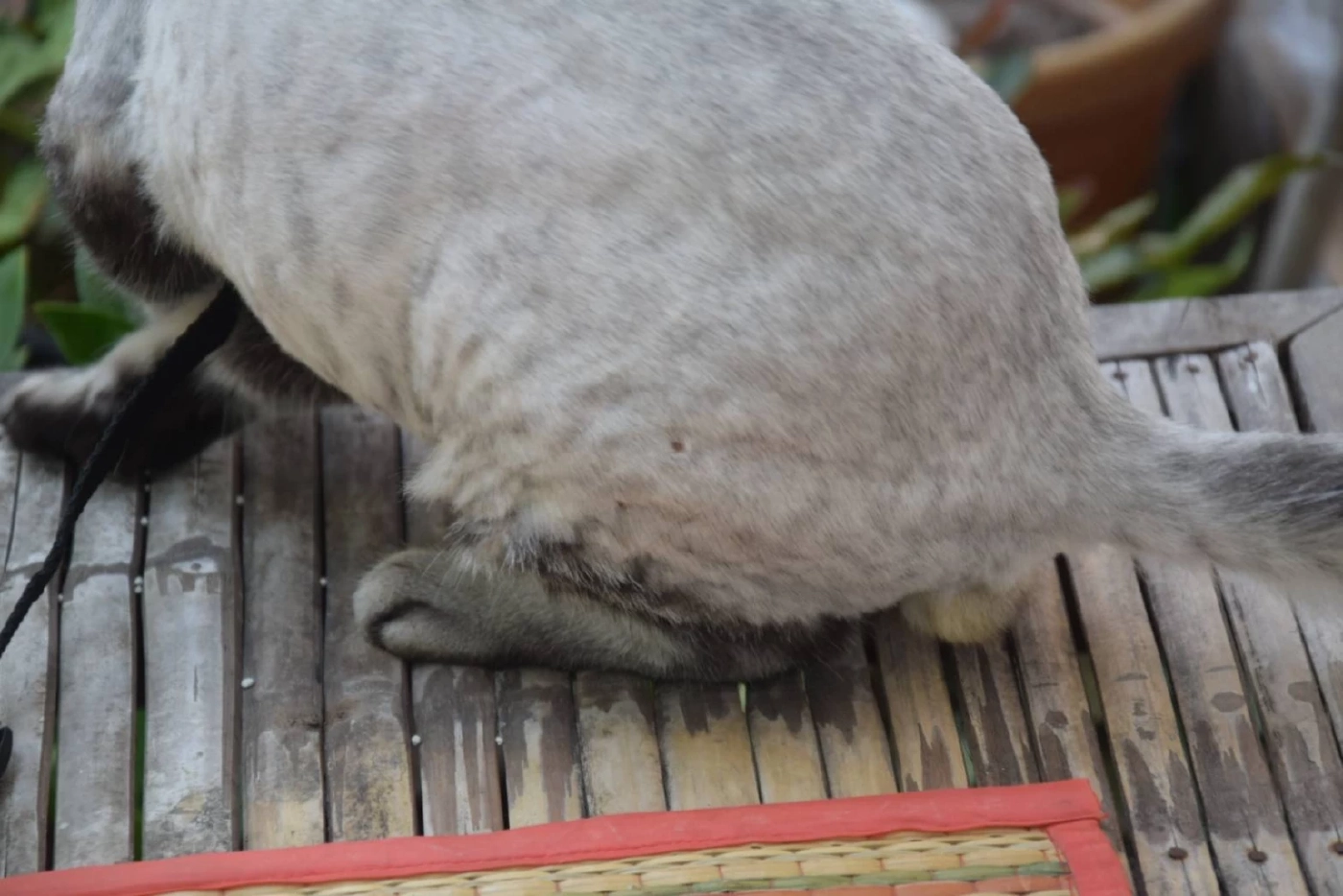 ครูสาวช้ำใจ พาแมวไปอาบน้ำตัดขน กลับมาบ้านพบหัวนมขาด เขี้ยวหักทั้ง 2 ข้าง