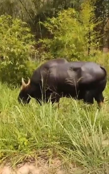 "เจ้าทองดี" กระทิงป่าวังน้ำเขียว ขวัญใจ นทท. โชว์เล็มหญ้าสุดชิลล์ (มีคลิป)