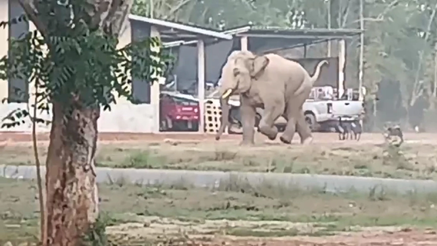 โกยฝุ่นตลบ! ภาพความน่ารัก ช้างป่าวิ่งหนีฝูงสุนัขเจ้าถิ่น (มีคลิป)