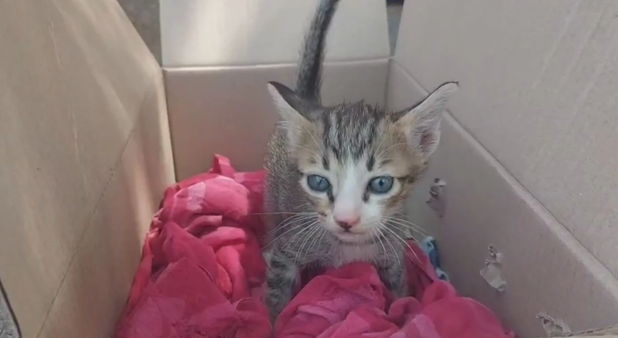 ลุงขับสองแถวสุดงง สาวฝากแมวไปให้คนรู้จัก แต่กลับไม่มีใครมารับ