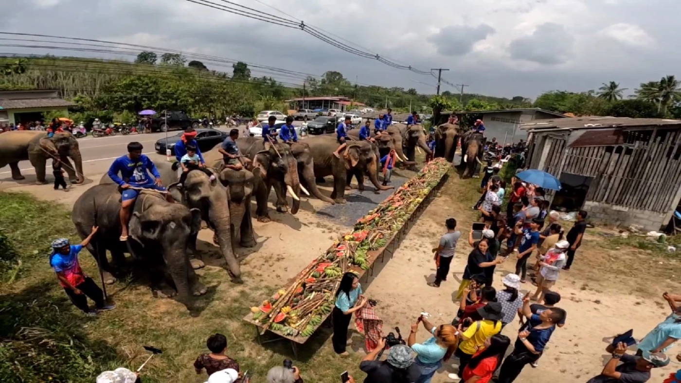 จัดพิธีทำขวัญ-บุฟเฟต์ช้าง ที่เดียวใน จ.ตรัง