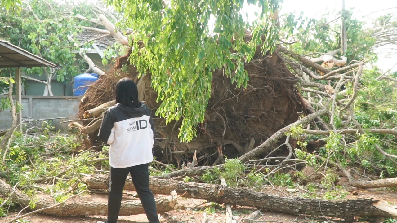 พายุฤดูร้อนถล่มเมืองเลย ต้นไม้หักโค่นทับบ้าน หลายอำเภอไฟฟ้าดับทั้งเมือง