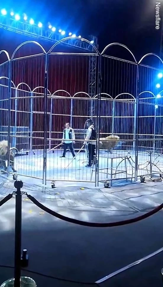 หนีสุดชีวิต! สิงโตละครสัตว์หลุดออกไปหาคนดู (คลิป)