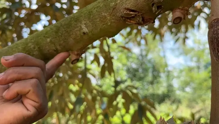 ร่องรอยทุเรียนที่ถูกลักตัดไป