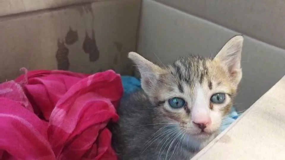 ลูกแมวที่หญิงสาวบอกฝากไปให้คนรู้จัก 