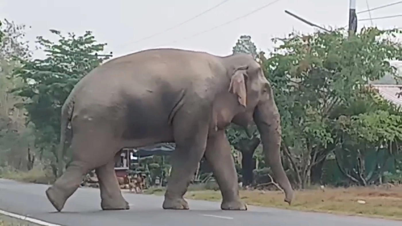 โกยฝุ่นตลบ! ภาพความน่ารัก ช้างป่าวิ่งหนีฝูงสุนัขเจ้าถิ่น (มีคลิป)