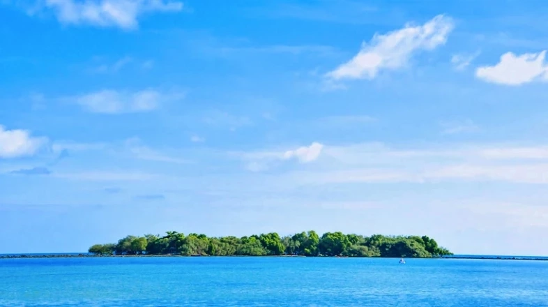 ความสำคัญของ ‘ป่าชายหาด’ กับบทบาทรักษาระบบนิเวศชายฝั่ง