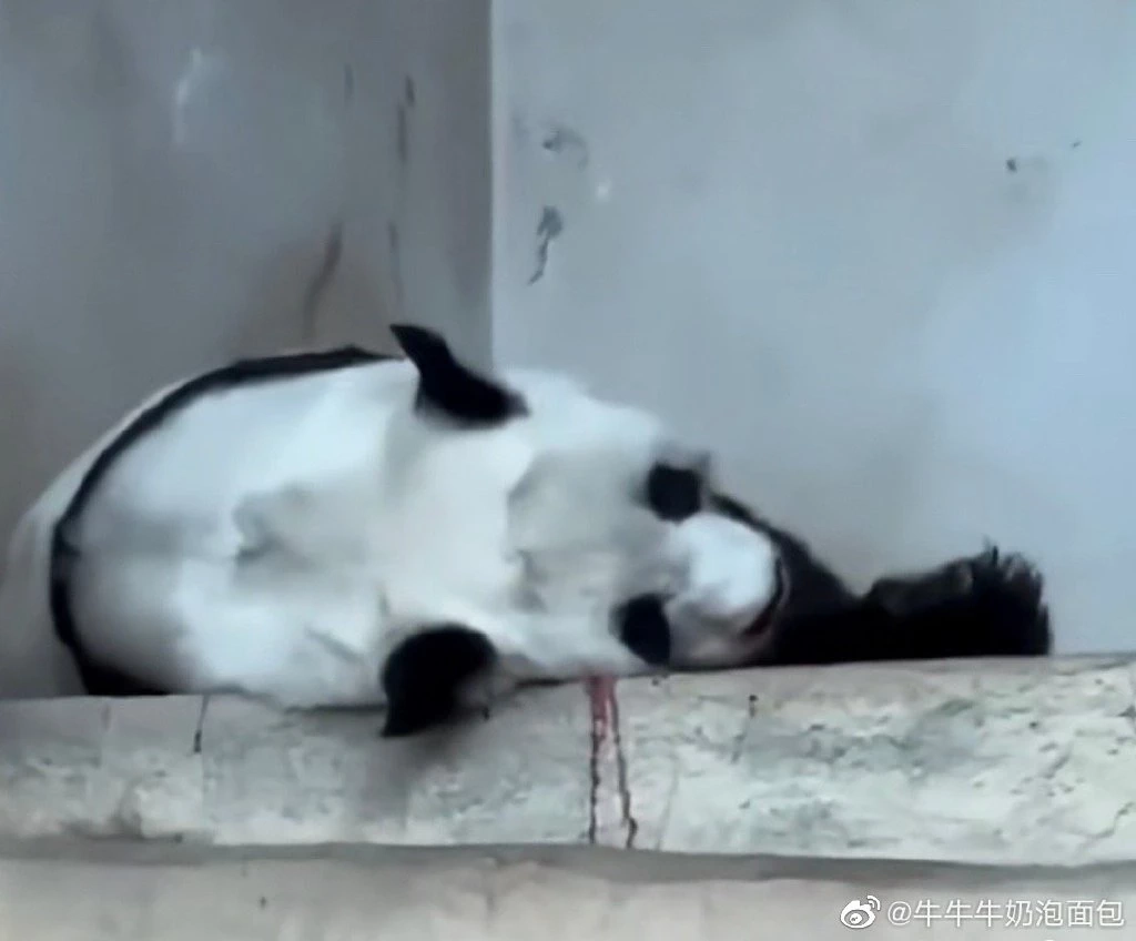 นักท่องเทียวชาวจีน ถ่ายภาพ &quot;หลินฮุ่ย&quot; มีเลือดออกจมูกและคอ ก่อนเสียชีวิต