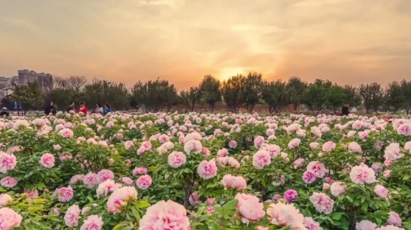 จีนสร้างผลิตภัณฑ์จาก 'โบตั๋น' มูลค่านับหมื่นล้าน (คลิป)