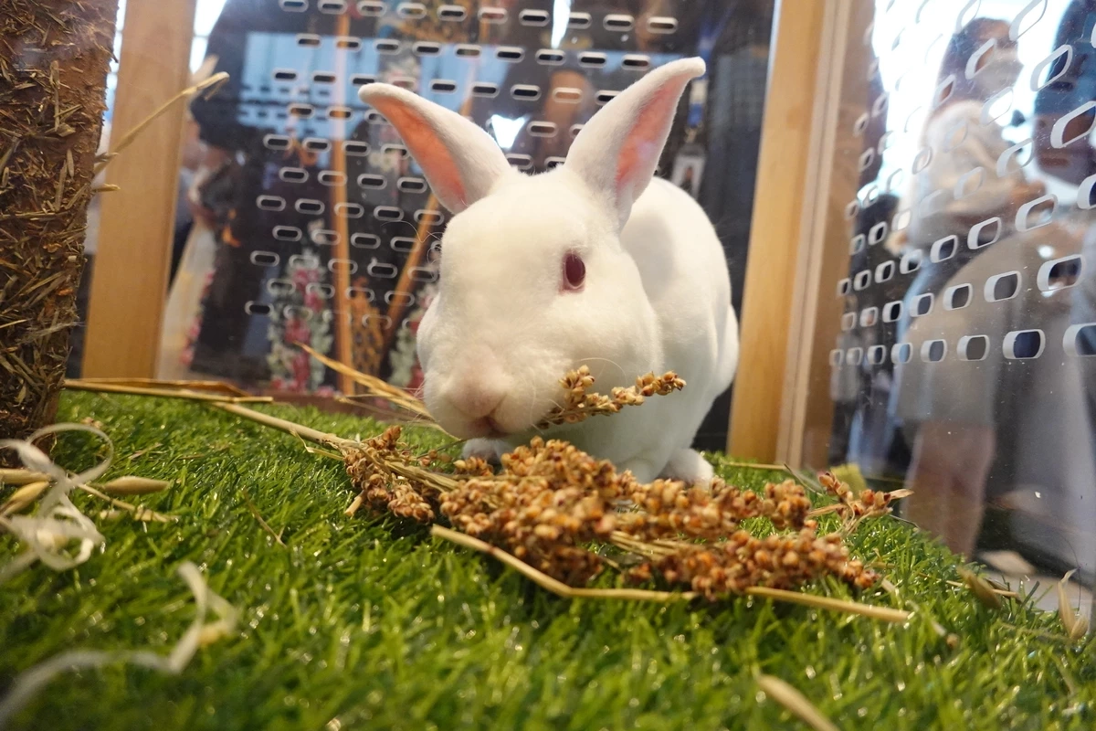 ปักหมุดจัด “Pet Expo Thailand 2023” พฤษภาคมนี้