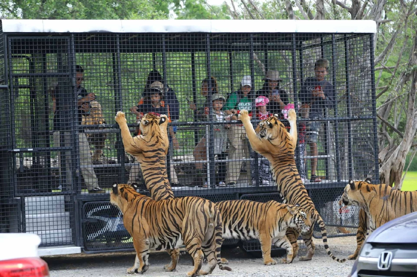 Safari Feeding หนึ่งเดียวในไทย! พิสูจน์ความกล้าใกล้ชิดนักล่า Predator