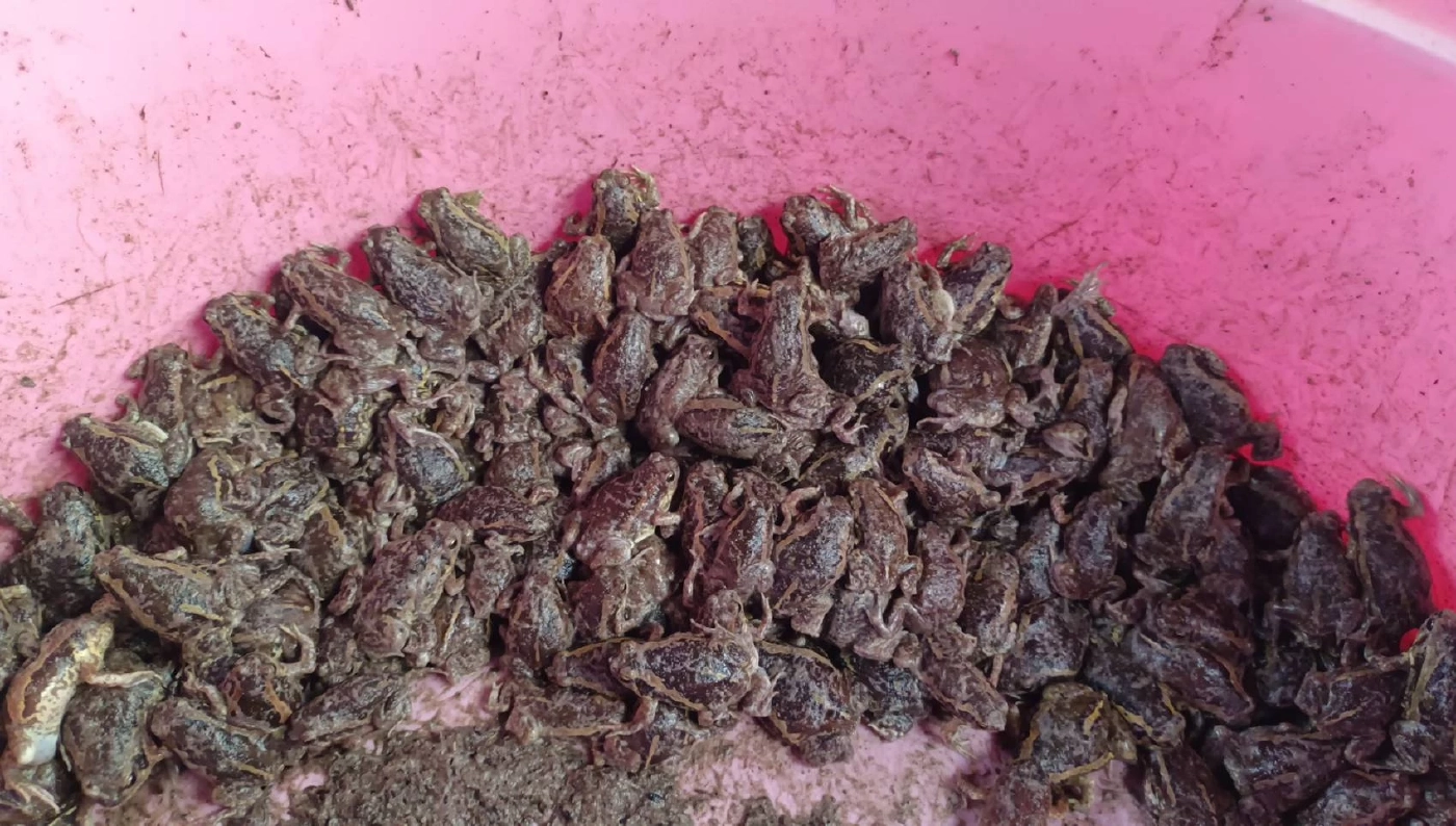 ฝนตกหนัก ชาวบ้านแห่จับ "อึ่งอ่าง" ขายสร้างรายได้ ทำเมนูเด็ด