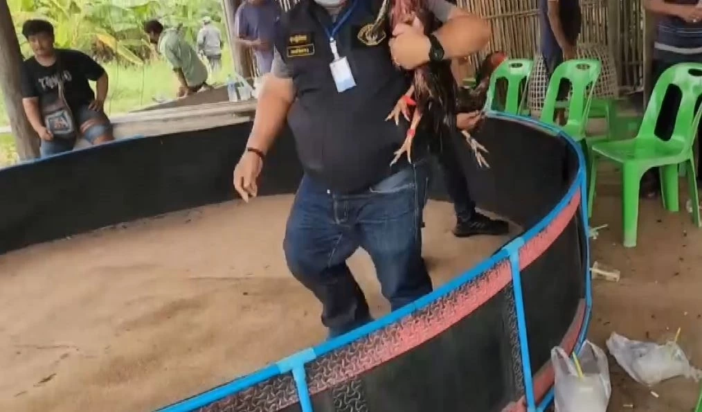 กระเจิง! กองปราบบุกทลายบ่อนไก่ชน เอี่ยวนักการเมืองท้องถิ่น