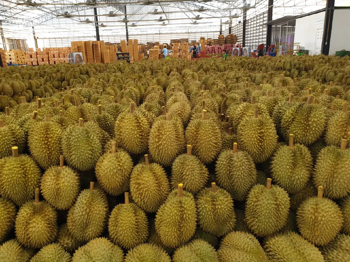 คต. แนะผู้ส่งออกทุเรียน ขอรับรองถิ่นกำเนิดสินค้า ใช้สิทธิลดภาษี FTA 