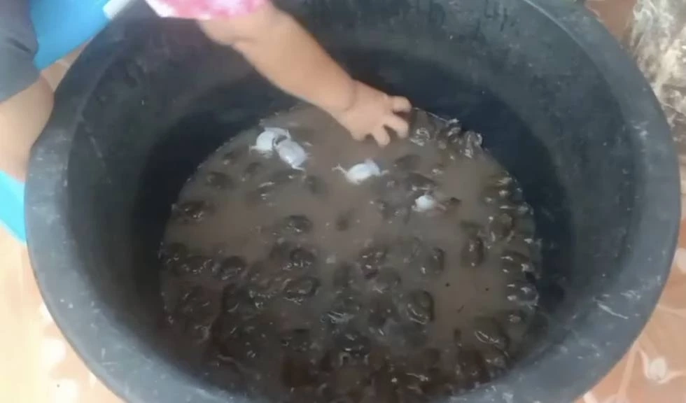 ฝนตกหนัก ชาวบ้านแห่จับ "อึ่งอ่าง" ขายสร้างรายได้ ทำเมนูเด็ด