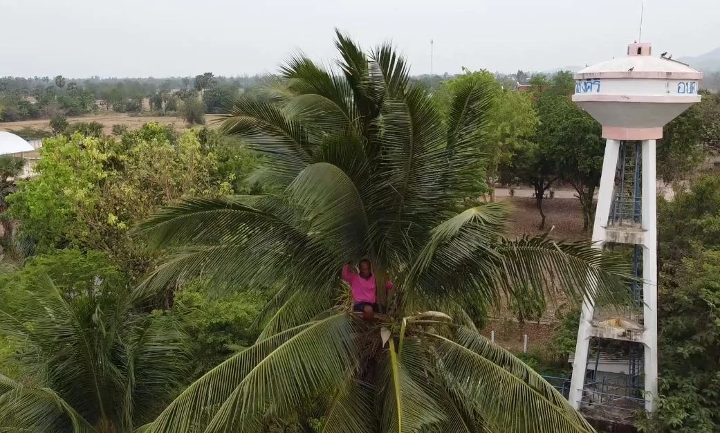 สุดทึ่ง! คุณตาวัย 70 รับจ้างปีนต้นมะพร้าวด้วยมือเปล่า ไต่ระห่ำวันเดียว 30 ต้น