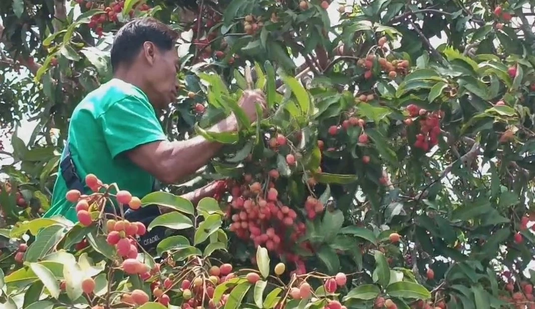 หากินยาก "คอแลน" ผลไม้ป่า 1 ปีมีครั้ง ออเดอร์เต็มทุกปี