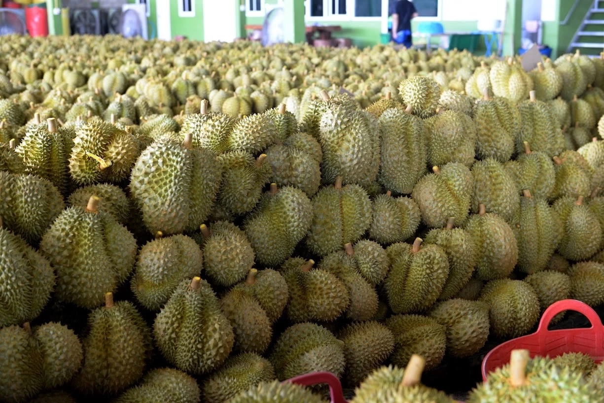 ไทยครองแชมป์อันดับ 1 ส่งออกผลไม้ไปจีน ด้านพาณิชย์เล็งดันผลไม้สดไปจีนเพิ่ม