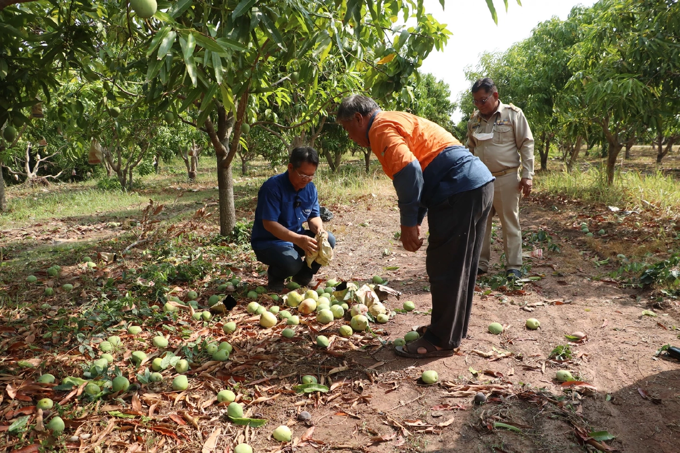 ชาวสวนมะม่วงพิจิตรฝันสลาย พายุพัดถล่มผลผลิตเสียหายยับ วอนรัฐช่วย