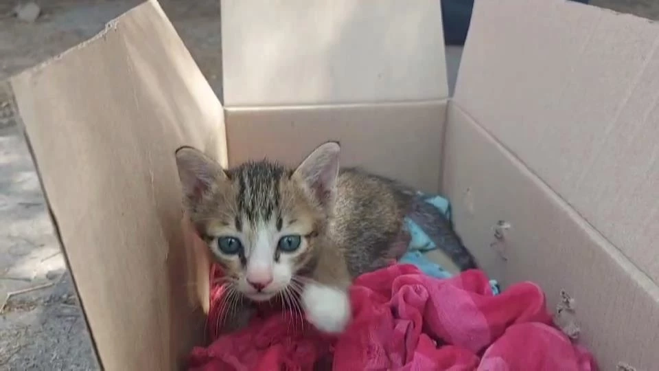 ลุงขับสองแถวสุดงง สาวฝากแมวไปให้คนรู้จัก แต่กลับไม่มีใครมารับ