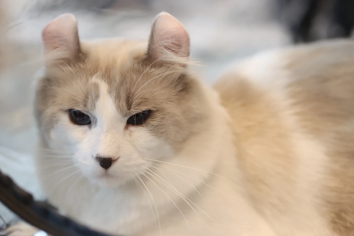 ปักหมุดจัด “Pet Expo Thailand 2023” พฤษภาคมนี้