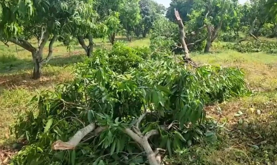ชาวสวนมะม่วงพิจิตรฝันสลาย พายุพัดถล่มผลผลิตเสียหายยับ วอนรัฐช่วย