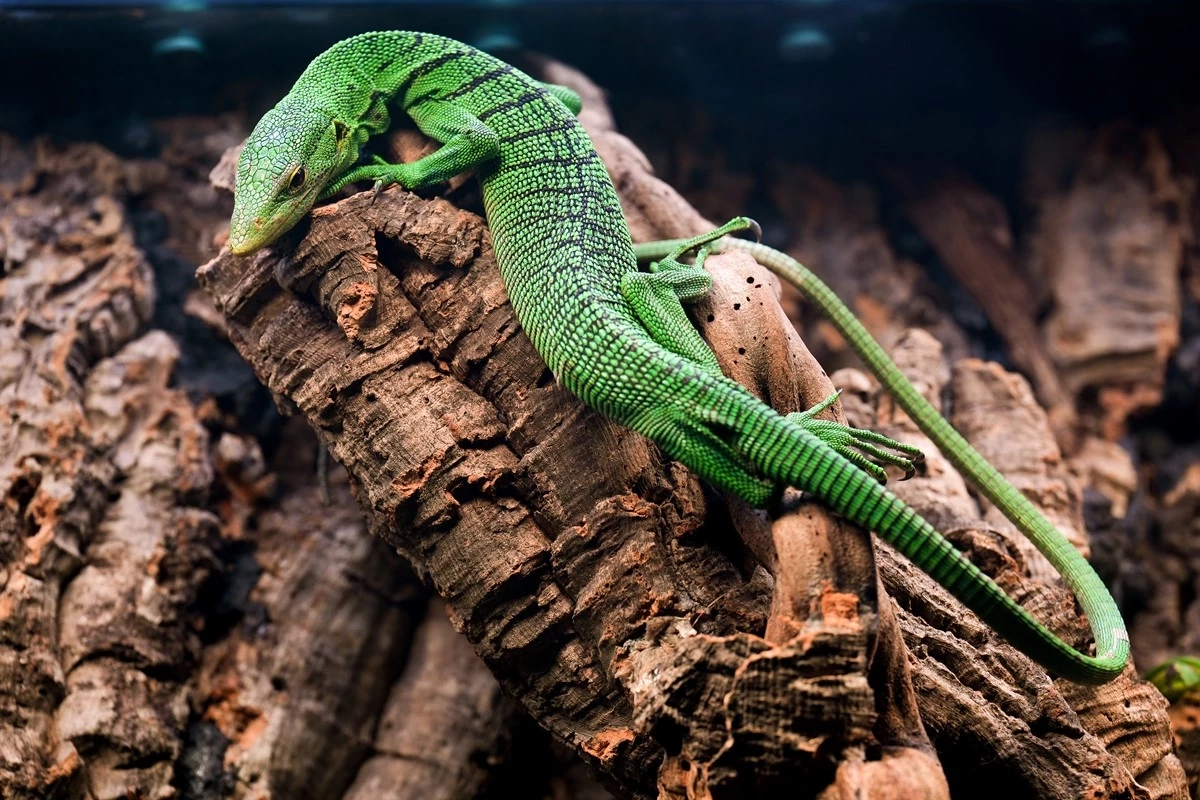 แน็ก ชาลี พาหลานรัก น้องอาเธอร์ บุก Rainforest โฉมใหม่