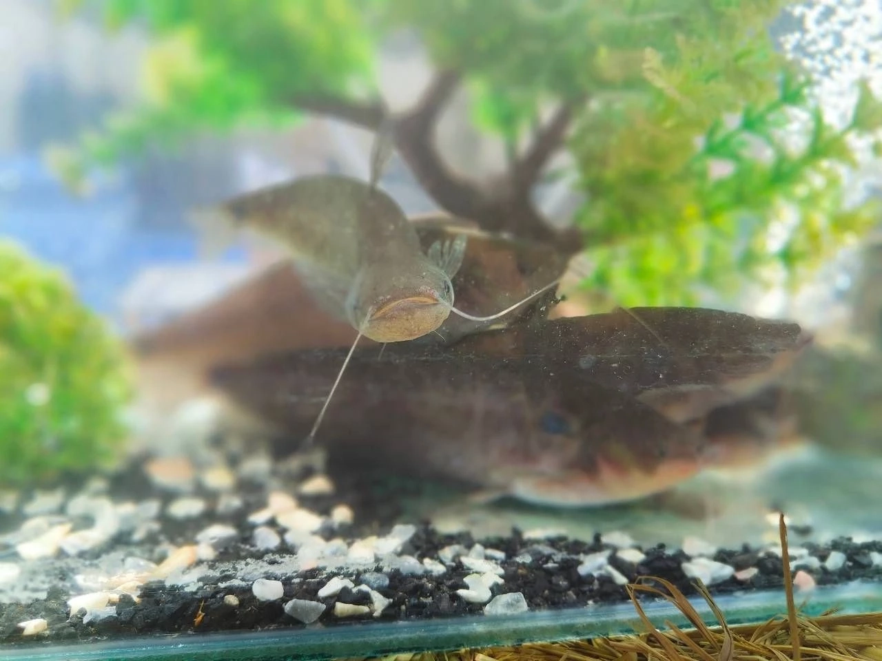 ประมงดัน 'ปลาชะโอน' ขึ้นแท่นสัตว์เศรษฐกิจชนิดใหม่