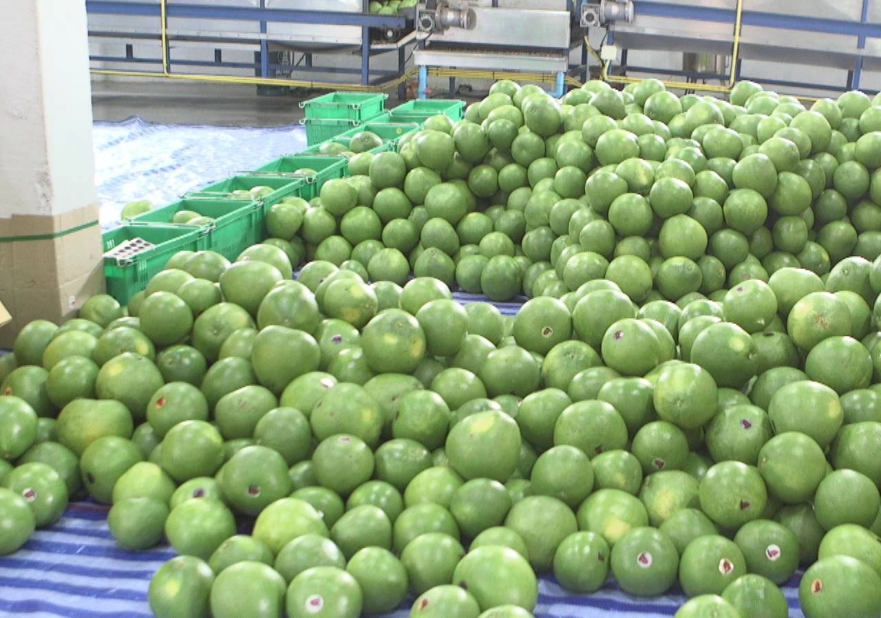 ตลาดส่งออก "ส้มโอ" อนาคตยังสดใส ทำเงินปีละกว่า 400 ล้านบาท