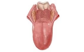 แพทย์เตือน มะเร็งช่องปาก เผยปัจจัยเสี่ยงที่จะเกิด มีอาการต้องรีบพบแพทย์