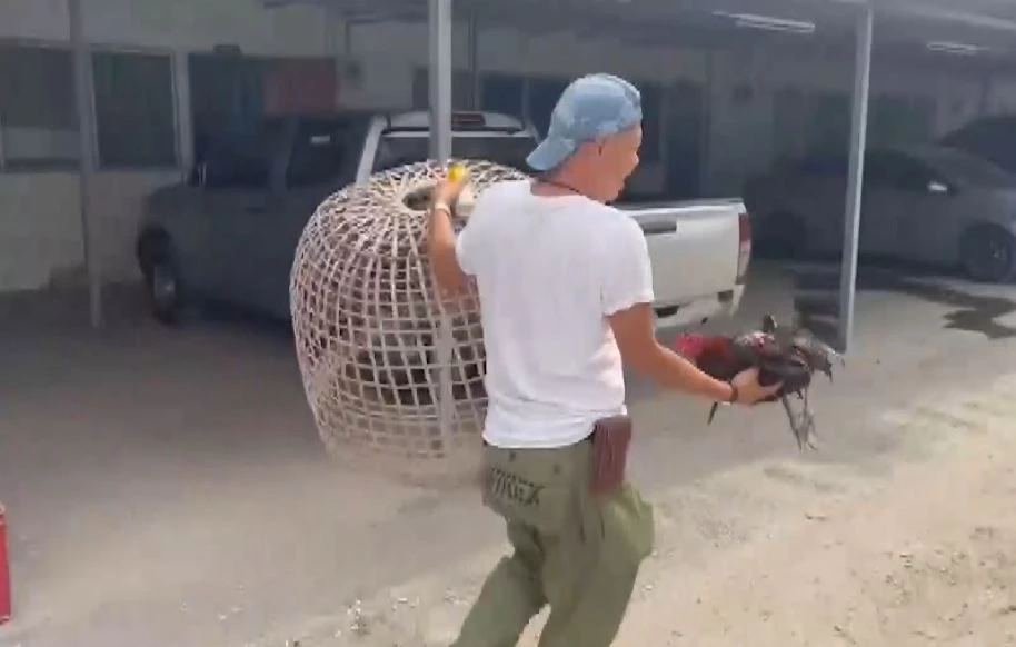 กระเจิง! กองปราบบุกทลายบ่อนไก่ชน เอี่ยวนักการเมืองท้องถิ่น